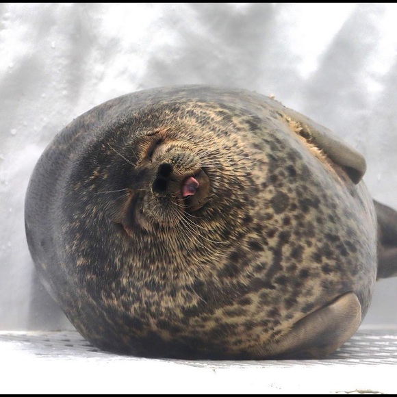 Meet your Posher, Courtney - Picture 1 of 1